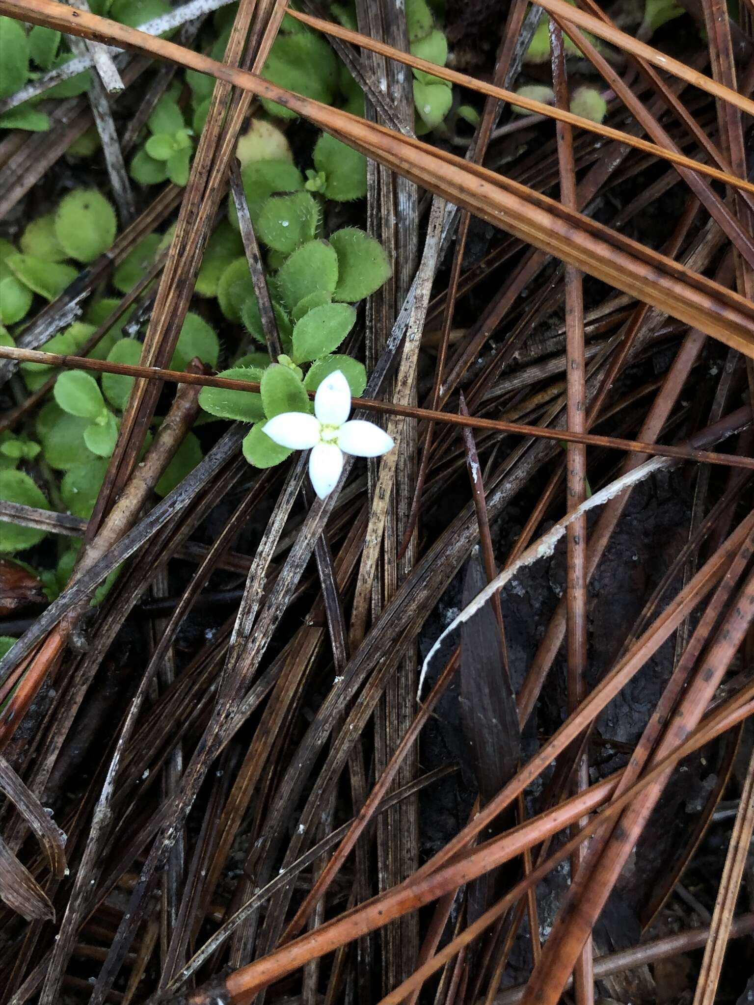 Image of roundleaf bluet