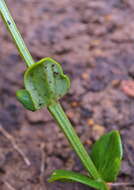 Image of Sebaea natalensis (Schinz) Schinz