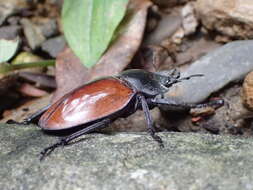 Image of Neolucanus swinhoei Bates 1866