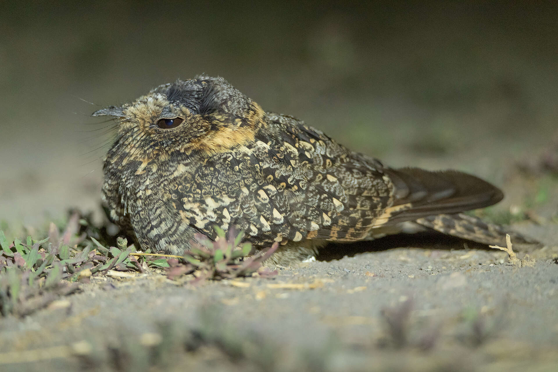 صورة Systellura longirostris (Bonaparte 1825)