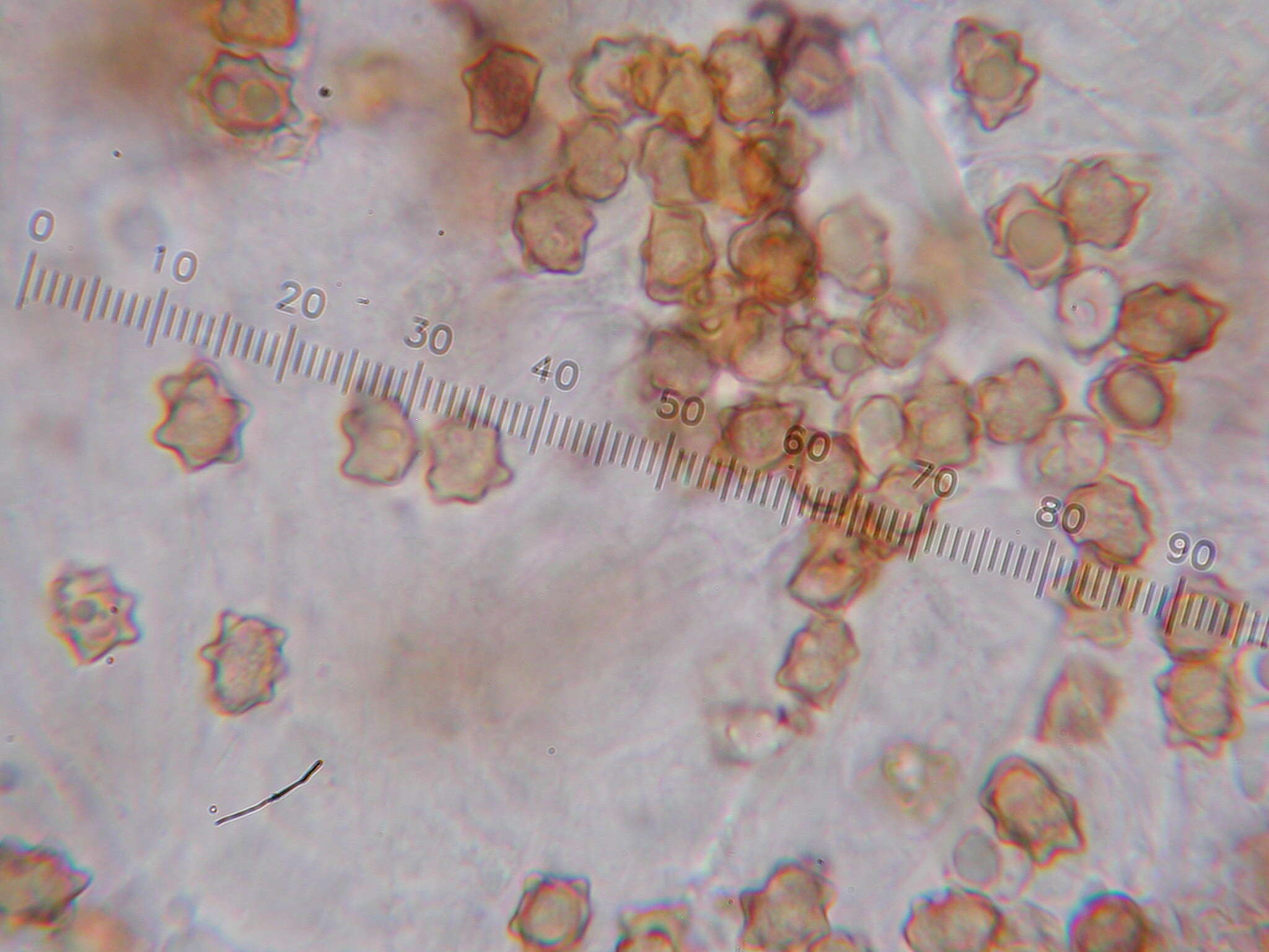 Image of Inocybe fulvilubrica Matheny, Bougher & G. M. Gates 2012