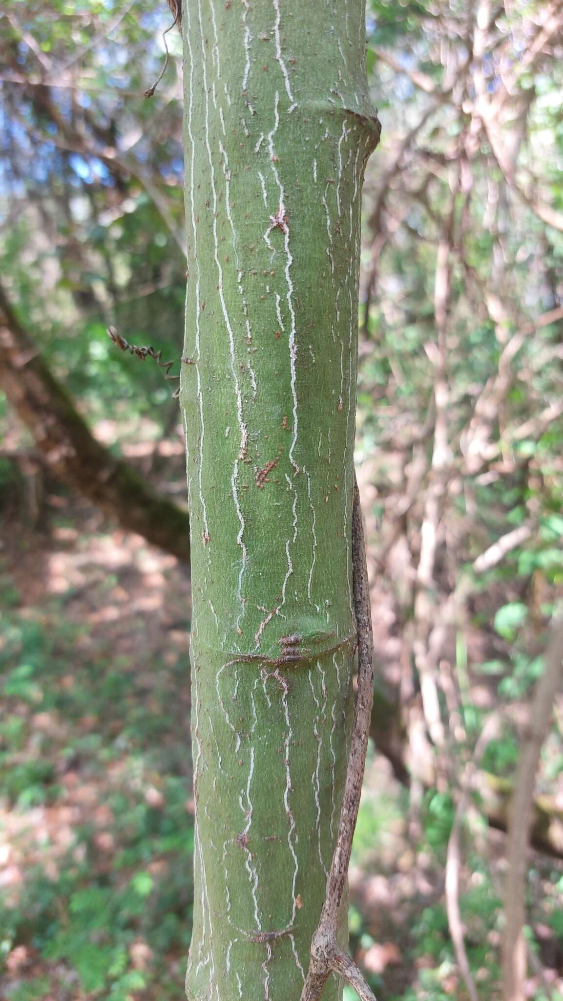 Image of Adenia cissampeloides (Planch. ex Hook.) Harms