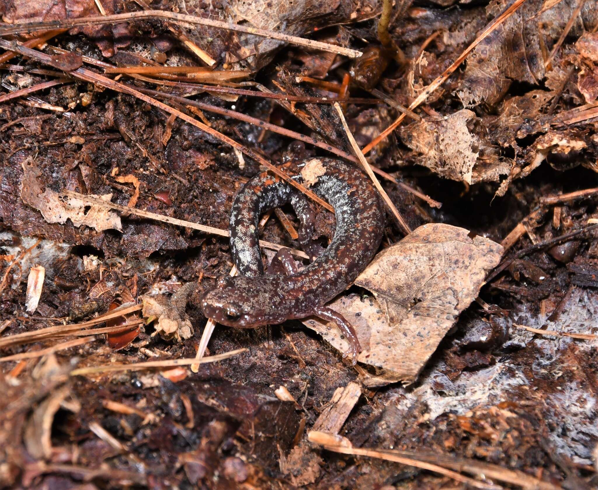 Image of Big Levels Salamander