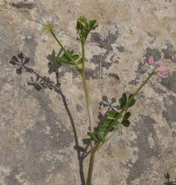 Image of Cretan crownvetch