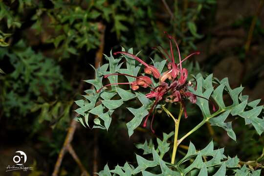 Image of Fuchsia grevillea