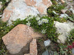 Image of Stellaria depressa E. Schmid