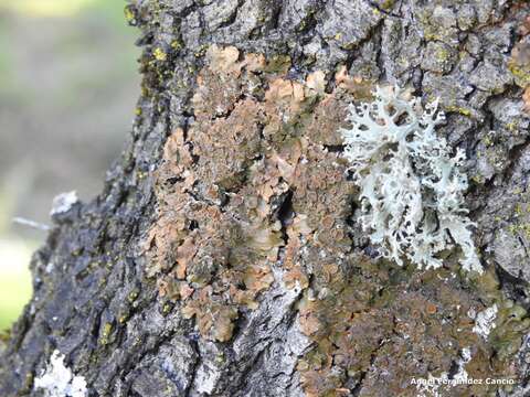 Image de Melanelixia glabra (Schaer.) O. Blanco, A. Crespo, Divakar, Essl., D. Hawksw. & Lumbsch