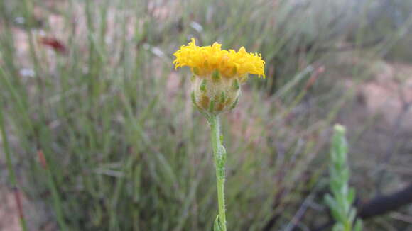 Image de Athanasia pubescens (L.) L.