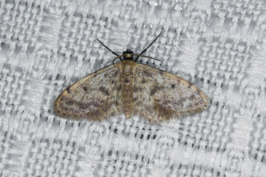 Image of Fortunate Idaea