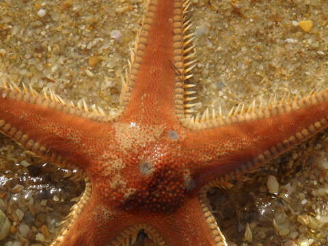 Image of Astropecten aranciacus (Linnaeus 1758)