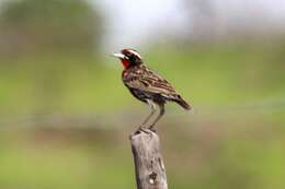 Image of Peruvian Meadowlark