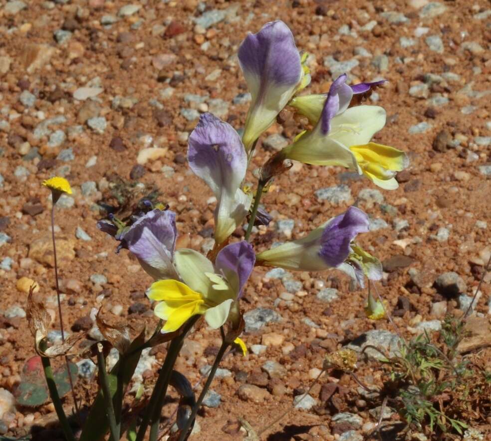 Image of Sparaxis auriculata Goldblatt & J. C. Manning