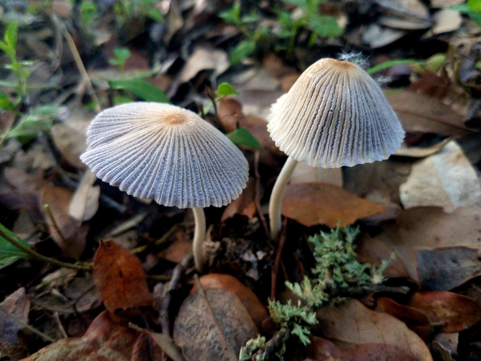 Image of Coprinellus xanthothrix (Romagn.) Vilgalys, Hopple & Jacq. Johnson 2001