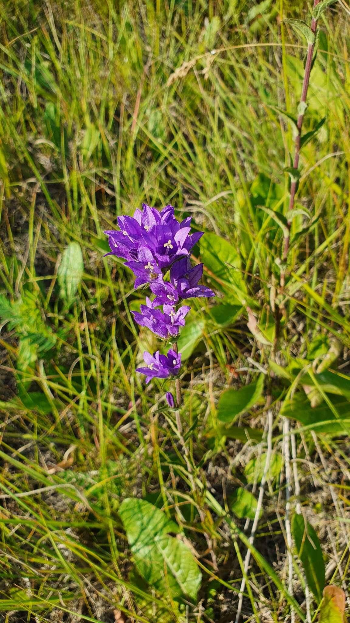 Imagem de Campanula glomerata subsp. farinosa (Rochel ex Besser) Kirschl.