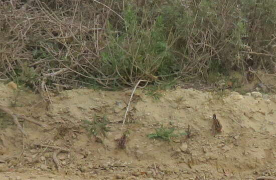 Image of Grey-winged Francolin