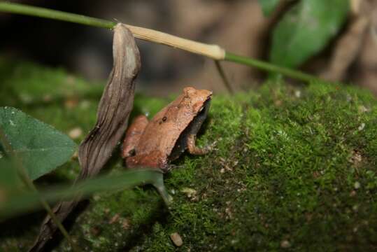 Image of Arcuate-spotted Pygmy Frog