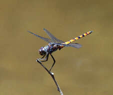 Sivun Elasmothemis cannacrioides (Calvert 1906) kuva