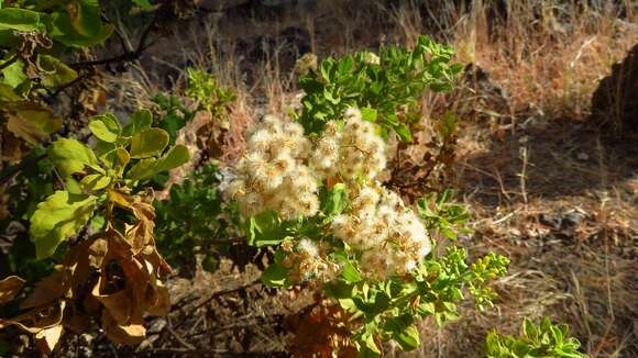 Nidorella varia J. A. Schmidt resmi