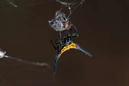 Image of Gasteracantha dalyi Pocock 1900