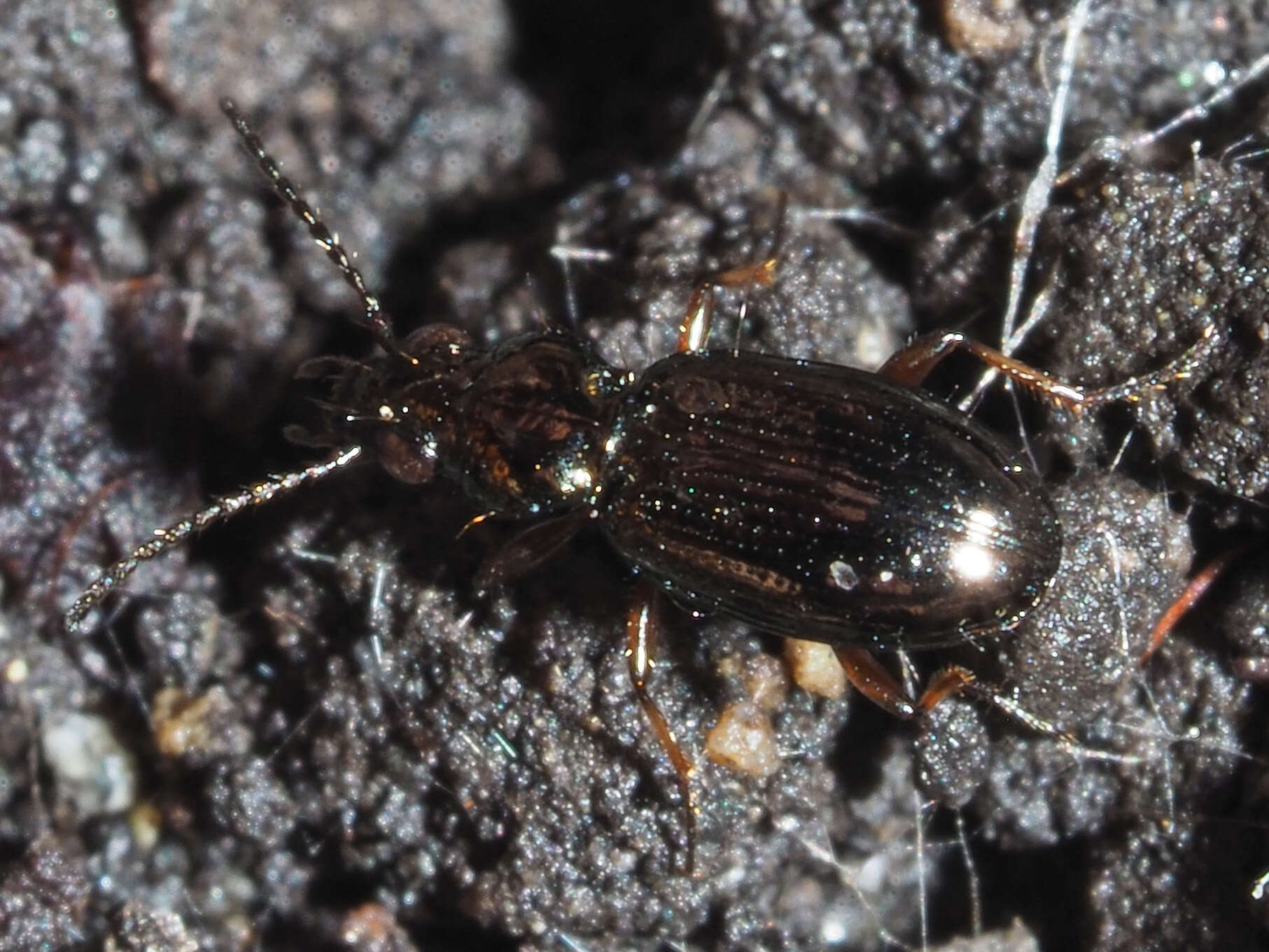 Image of Carabidae