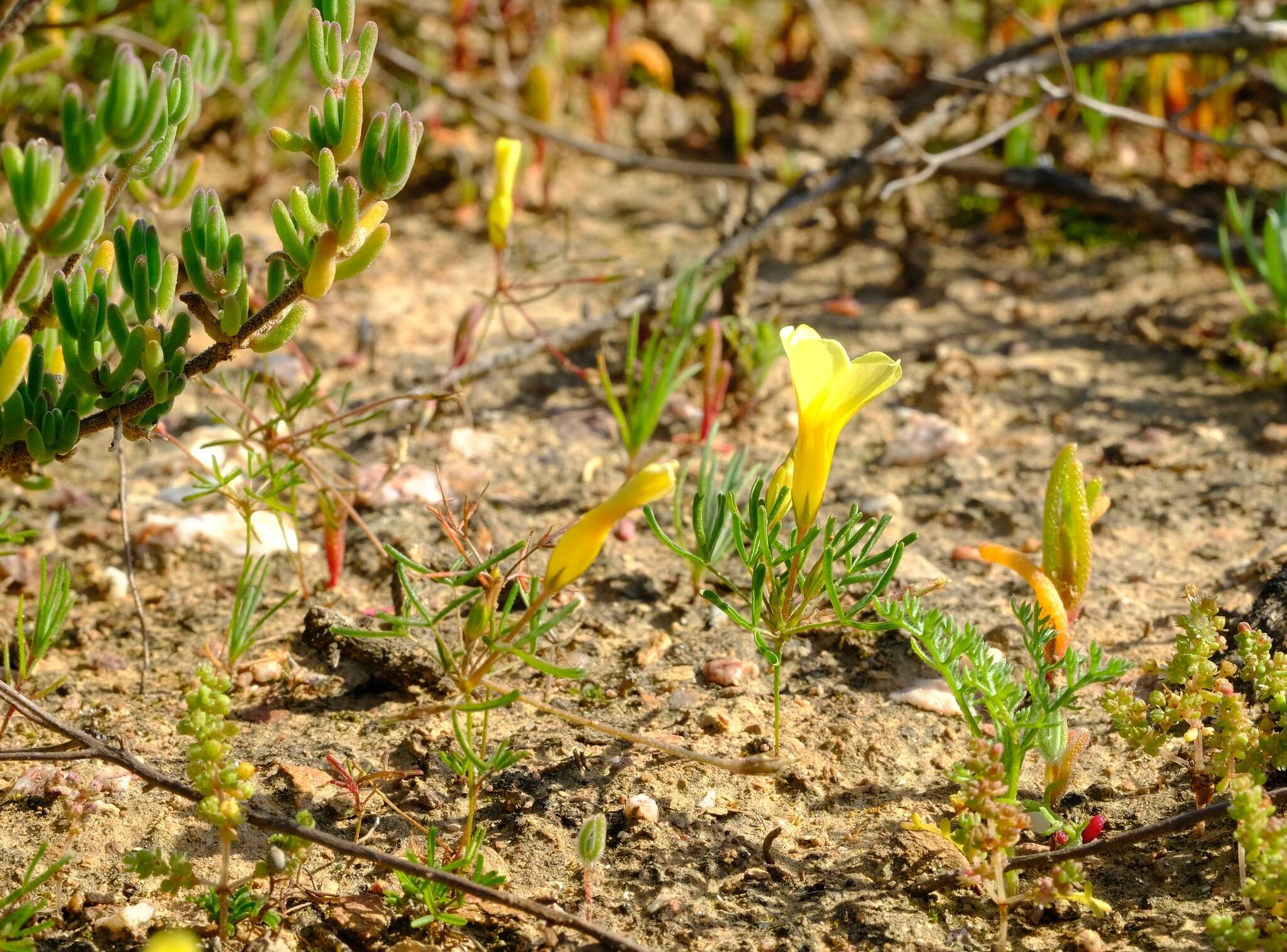 Sivun Oxalis fragilis Salter kuva