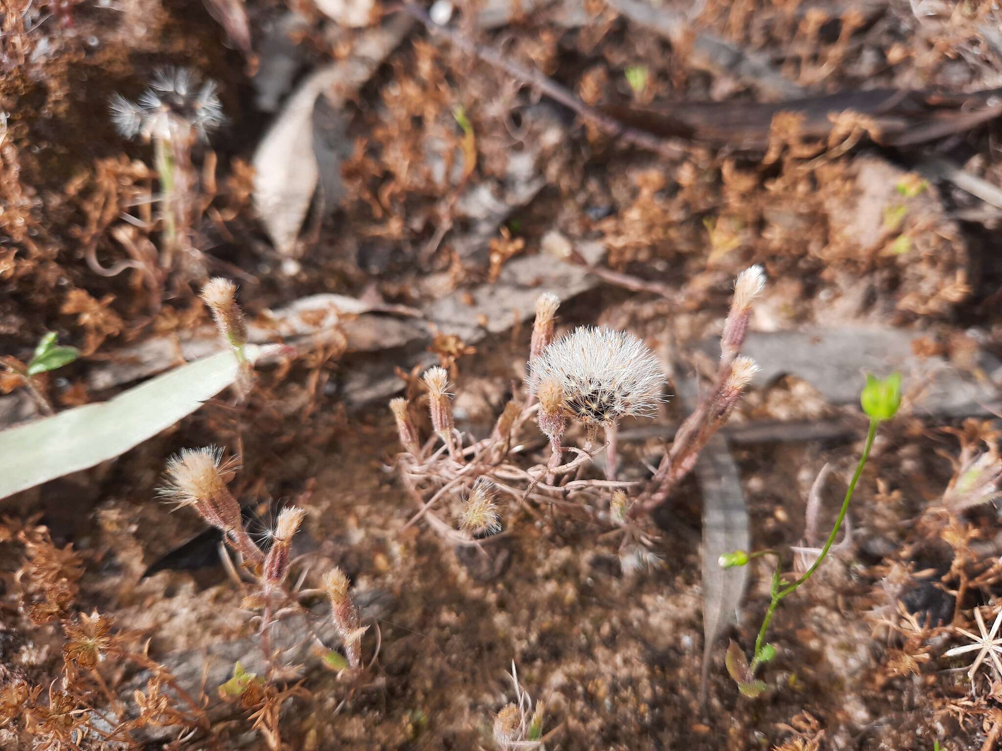 Слика од Millotia tenuifolia Cass.