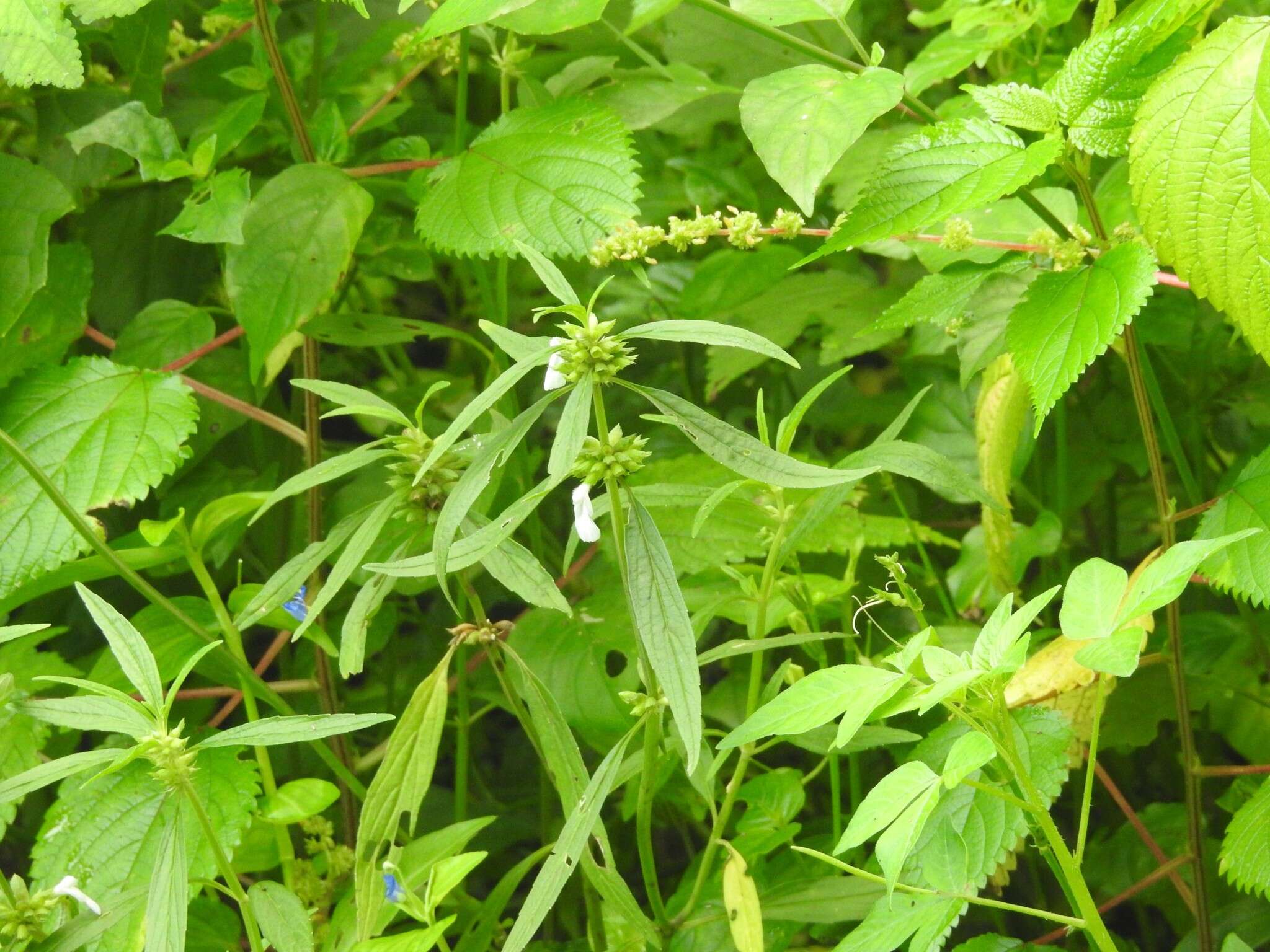 Image of Leucas zeylanica (L.) W. T. Aiton