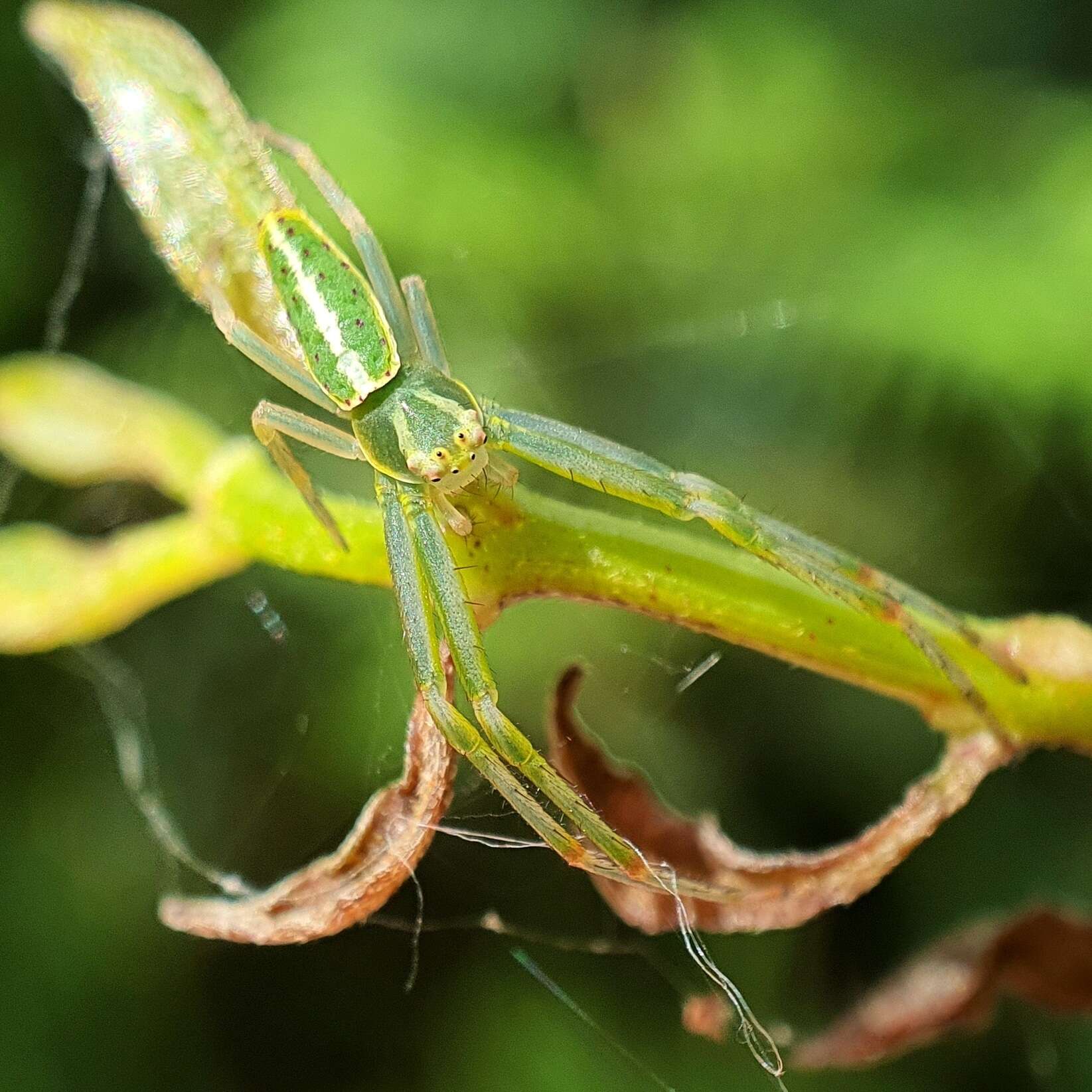 Sivun Cetratus circumlitus (L. Koch 1876) kuva