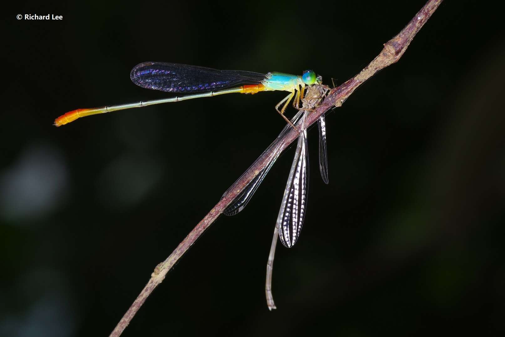 Imagem de Ceriagrion cerinorubellum (Brauer 1865)