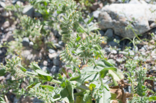 Слика од Amsinckia tessellata A. Gray