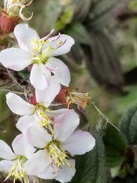 Слика од Pleroma ciliare (Vent.) Triana