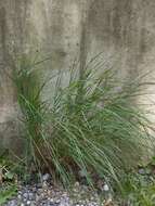 Plancia ëd Achnatherum calamagrostis (L.) P. Beauv.