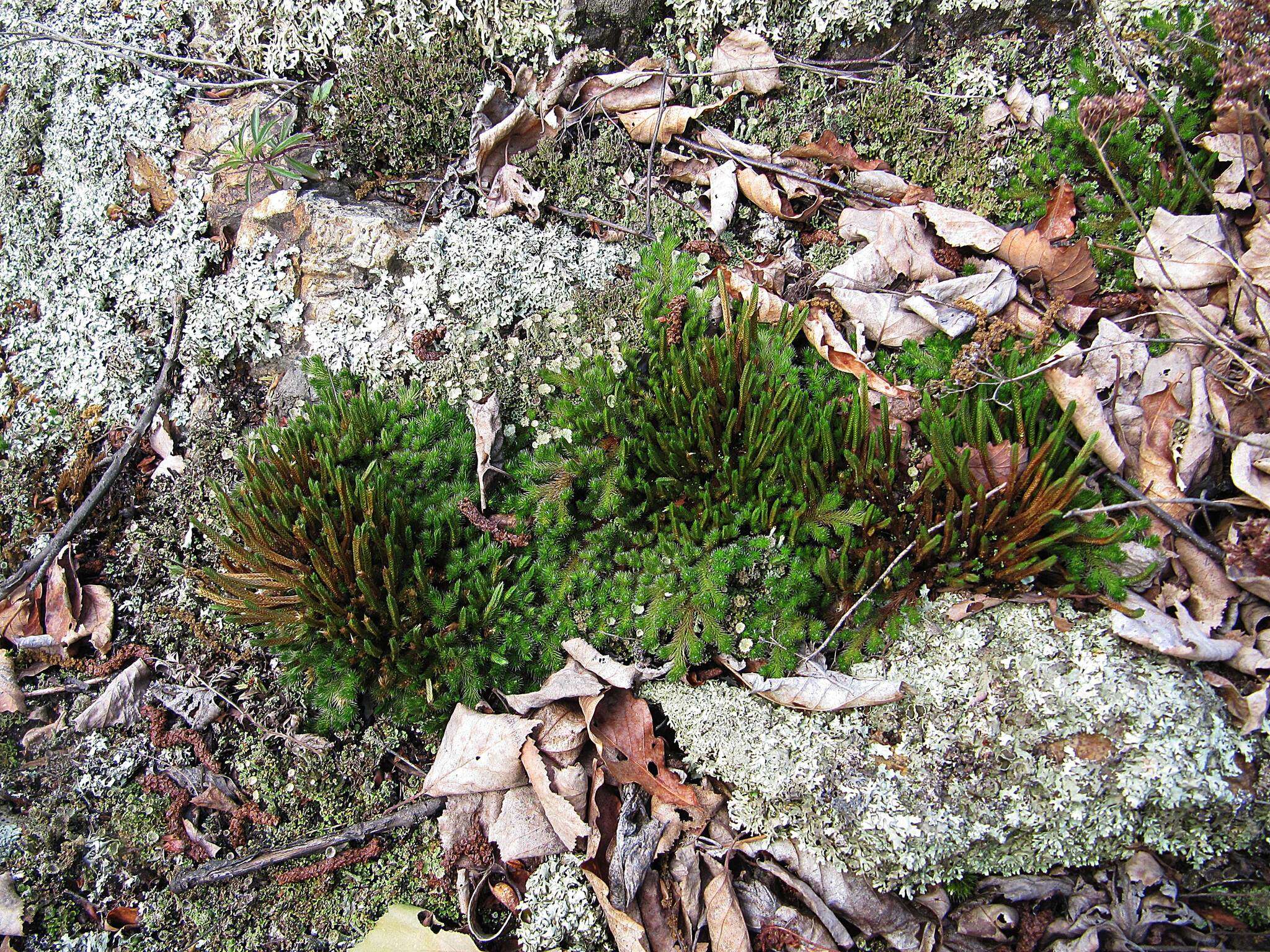 Image of Siberian spikemoss