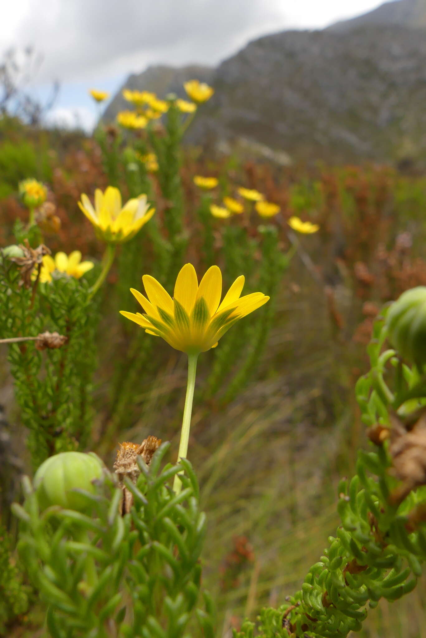 Image of Euryops pinnatipartitus (DC.) B. Nordenst.