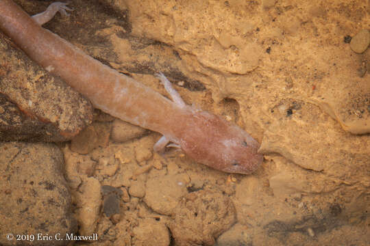 Image of Tennessee Cave Salamander