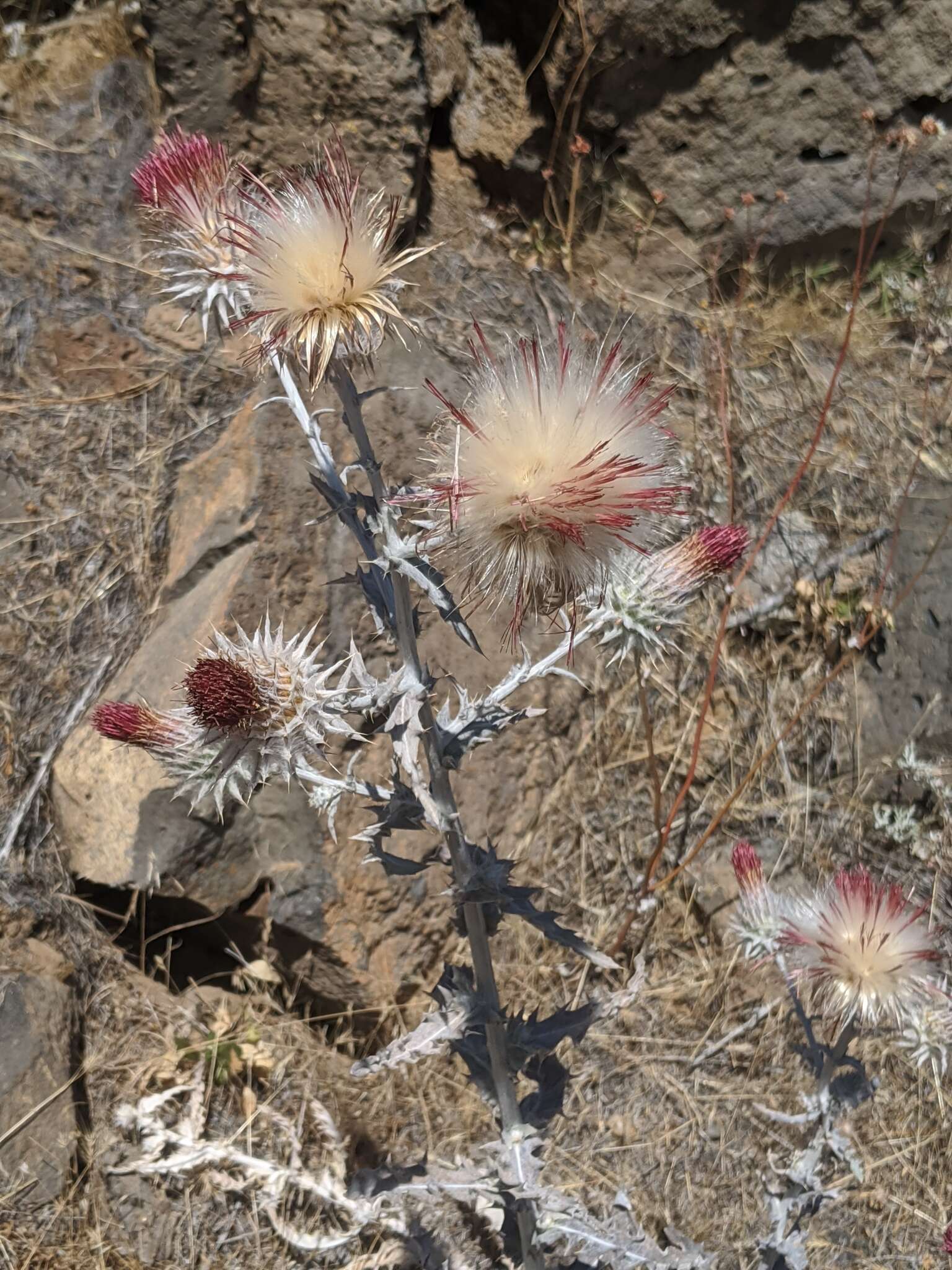 Слика од Cirsium occidentale var. candidissimum (Greene) J. F. Macbr.