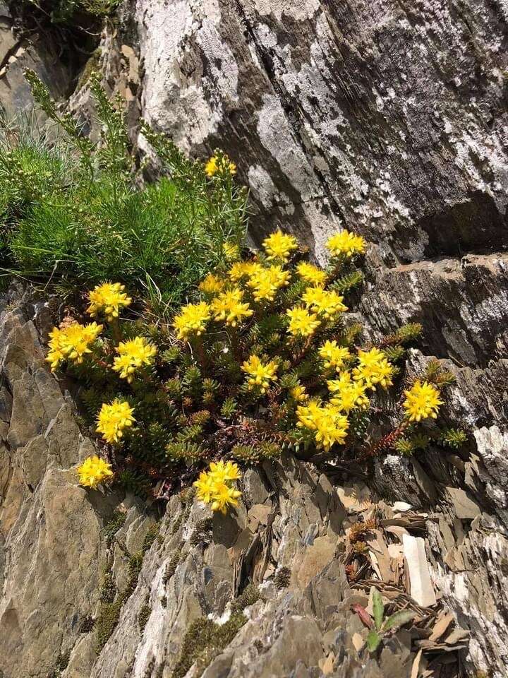 Image of Sedum morrisonense Hayata