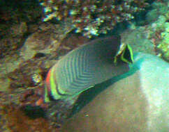 Image of Herringbone Butterflyfish