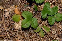 Image of Fragaria vesca subsp. bracteata (A. Heller) Staudt