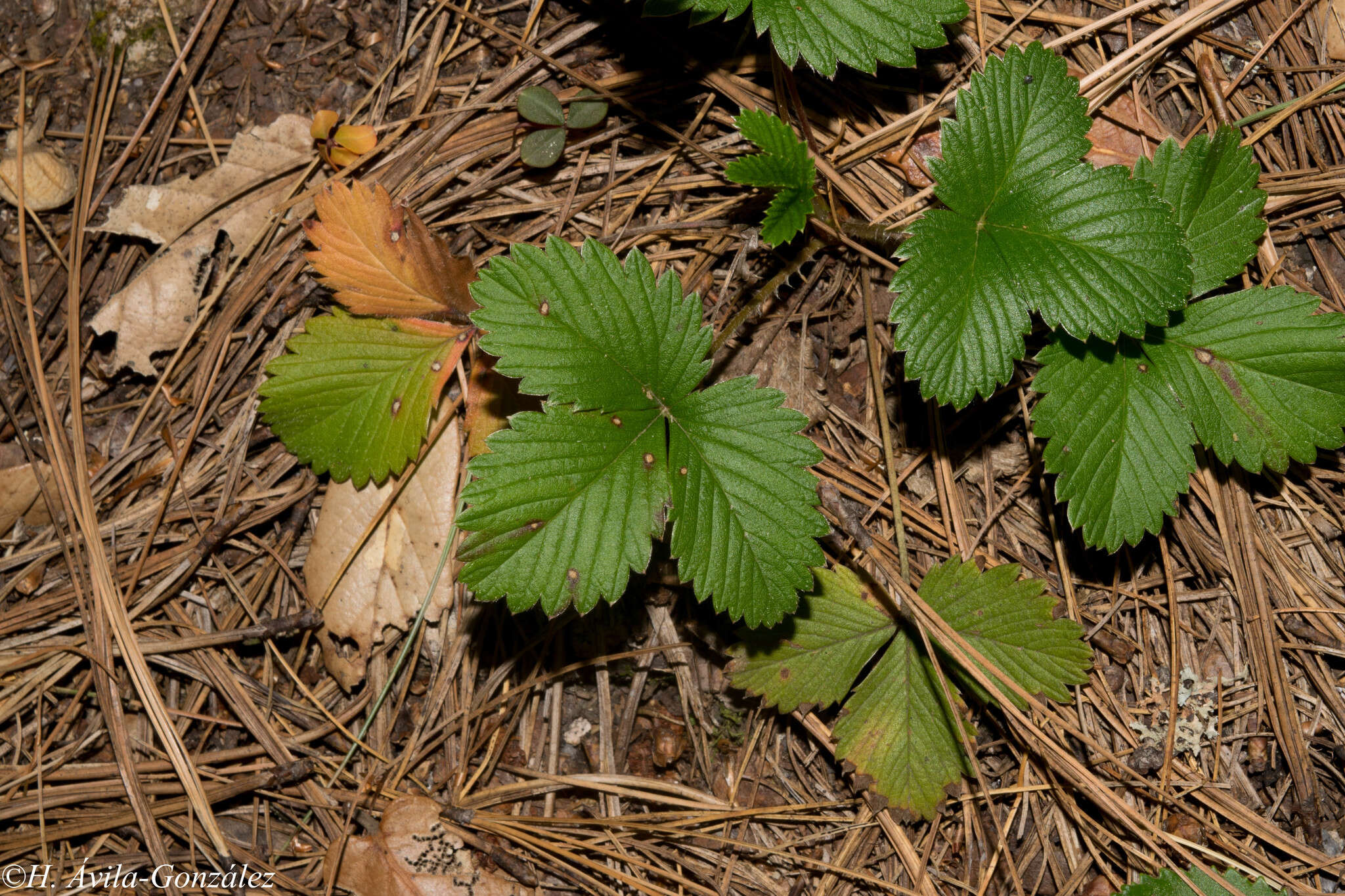 Image of Fragaria vesca subsp. bracteata (A. Heller) Staudt