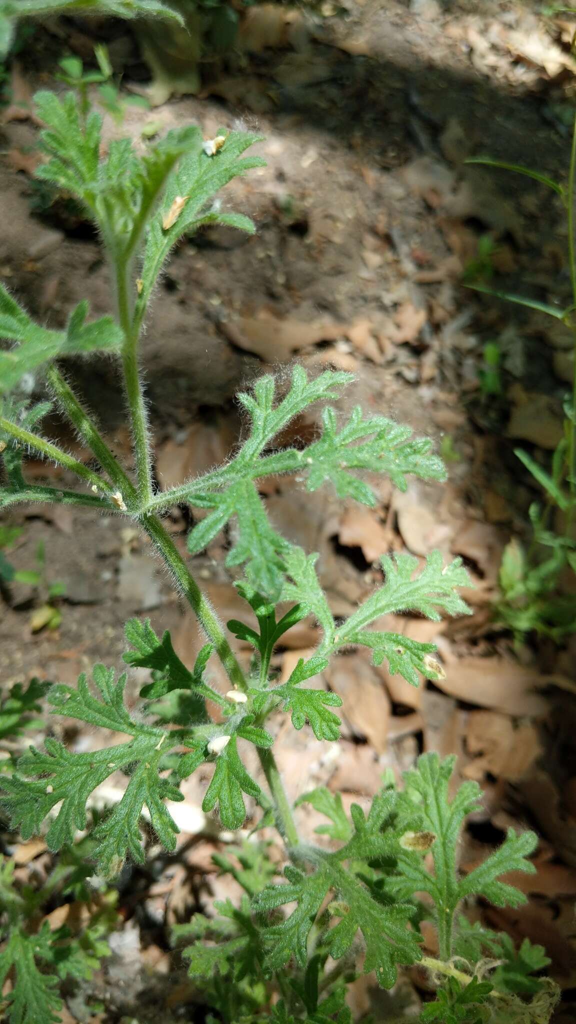 Image of Glandularia bipinnatifida var. latilobata (L. M. Perry) B. L. Turner