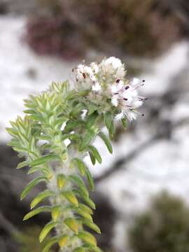 Image of Kogelbergia verticillata (Eckl. & Zeyh.) J. P Rourke