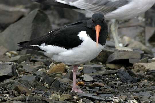 Image de Haematopus ostralegus osculans Swinhoe 1871