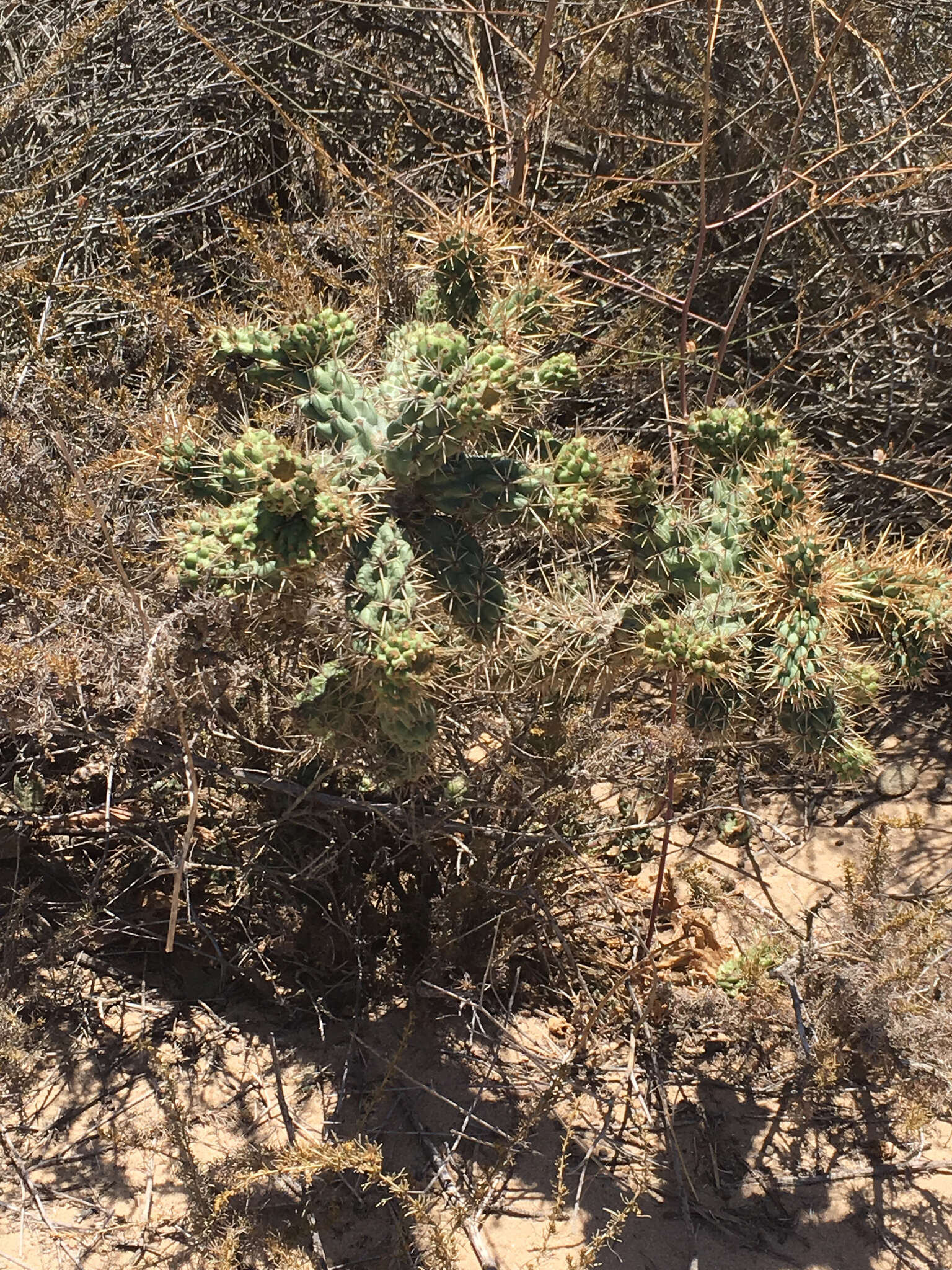 Image de Cylindropuntia prolifera (Engelm.) F. M. Knuth