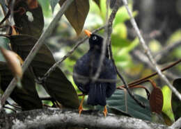 Image of Pale-eyed Thrush