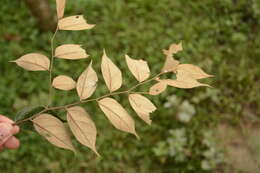 Image de Pterospermum rubiginosum Heyne