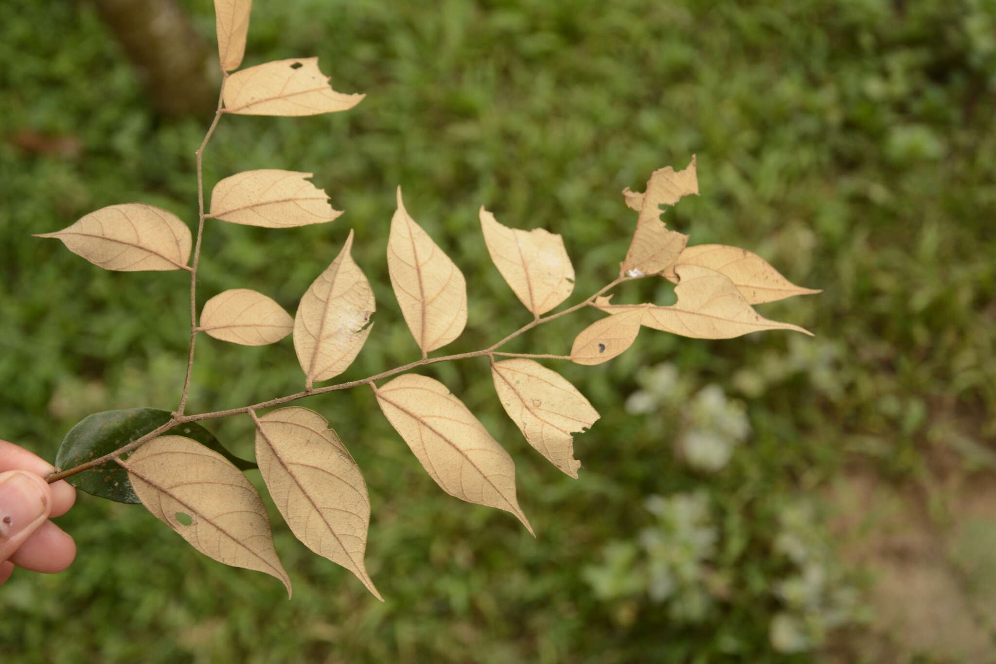 Pterospermum rubiginosum Heyne resmi