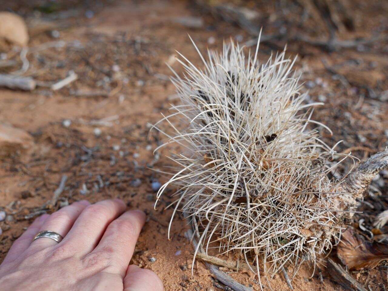 Plancia ëd Sclerocactus parviflorus Clover & Jotter