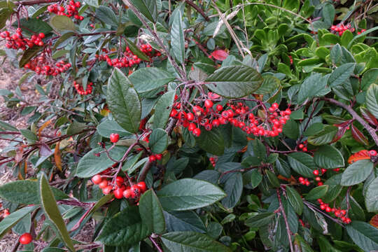 Image of Cotoneaster coriaceus Franch.