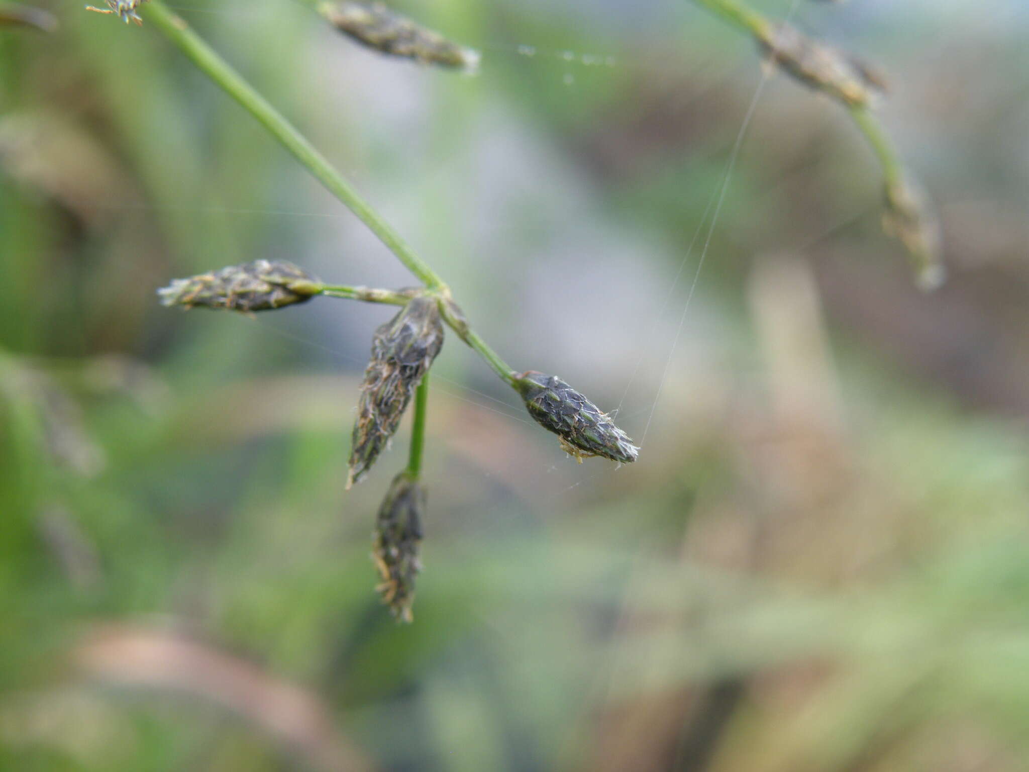 Image of Scirpus radicans Schkuhr